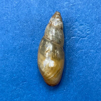 #1 Aplexa hypnorum 14.4mm F+ Pardubice, Czech Republic Physidae Freshwater Snail