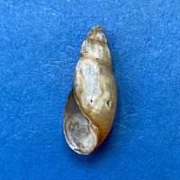 #1 Aplexa hypnorum 14.4mm F+ Pardubice, Czech Republic Physidae Freshwater Snail