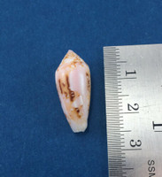 #16 Conus Legatus 22.79mm Solomon Islands Ambassador Cone Shell