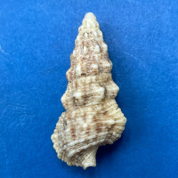 #4 Cerithium columna 29mm F+ Muscat, Oman, On Rocks, Low Tide