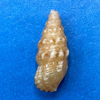 #1 Colina pinguis 14.3mm F+ South Africa Cerithiidae