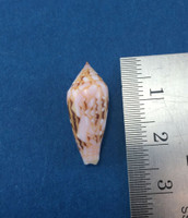 #19 Conus Legatus 21.93mm Solomon Islands Ambassador Cone Shell