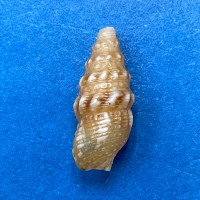 #3 Colina pinguis 12.8mm F+ South Africa Cerithiidae