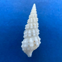 #7 Cerithium scabridum 12.4mm F+ Kuwait