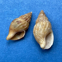 #2 Amphissa versicolor 11.8-12.3mm F/+ La Jolla, California Columbellidae