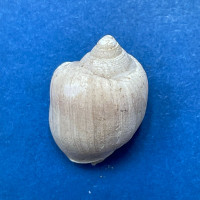 Buccinanops deformis 15.5mm Subfossil Patagonia, Argentina Nassariidae