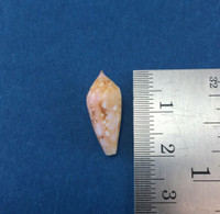 #26 Conus Legatus 18.99mm Solomon Islands Ambassador Cone Shell