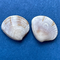 Chione cancellata 7.7-8.2mm Juveniles, Boca Ciega Bay, Florida