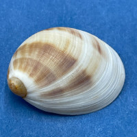 #1 Mammilla simiae 25.3mm F++ Taiwan Naticidae