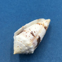 #2 Conus varius 40.9mm Netted, Negros Island, Philippines