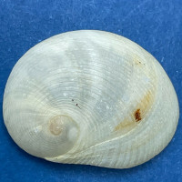 #12 Sinum perspectivum 20.2mm F+ Mustang Island, Texas, In Sand, Low Tide