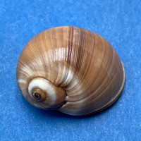 #4 Natica fasciata 22.3mm F++ Japan