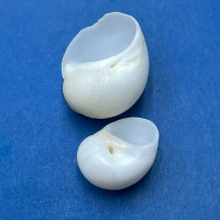 #5 Polinices lacteus 17-23mm F/++ Alagoas, Brazil Naticidae