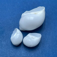 #5 Polinices uber 10-20mm F Puerticitos, Mexico Naticidae