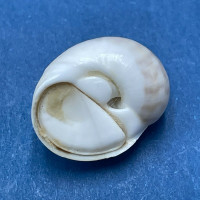 #3 Natica marochiensis 16.1mm W/O F++ Cape de Naze, Senegal, 30m Deep