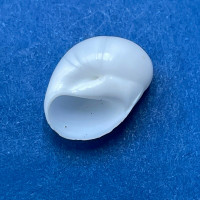 #4 Polinices uber 12.6mm F+ Puerticitos, Mexico Naticidae