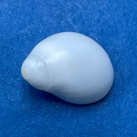 #3 Polinices uber 14.8mm F/+ Puerticitos, Mexico Naticidae