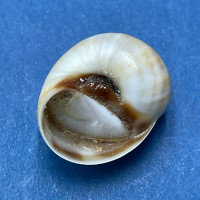 #2 Natica marochiensis 16.4mm W/O F+++ Cape de Naze, Senegal, 30m Deep