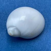 #1 Polinices uber 17mm Gem W/O Puerticitos, Mexico Naticidae