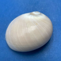 #1 Polinices vestitus 34mm F+++ W/O Mikawa, Aichi Pref., Japan 10-30fms