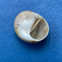 Tectonatica tecta 13.2mm Gem, Knynsa Lagoon, S. Africa On Sand Flats Naticidae