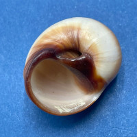 #6 Natica fasciata 22.2mm F++ Philippines