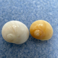 #2 Conuber (Polinices) incei 10.4-11.6mm F/++ Trawled Off Australia Naticidae