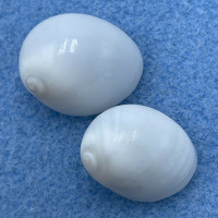 #3 Polinices mammilla 18-18.5mm F Okinawa, Japan