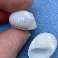 #3 Polinices mammilla 18-18.5mm F Okinawa, Japan