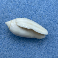 #22 Oliva spicata intertincta 21.1mm F+ Lapaz, Mexico