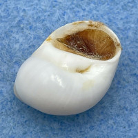 #8 Polinices lacteus 18.1mm W/O Gem Florida