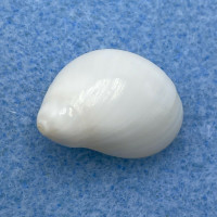 #7 Polinices mammilla 19.8mm F++ Philippines