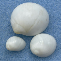 #10 Polinices lacteus 12.2-25.1mm F+ Florida