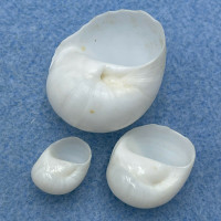 #10 Polinices lacteus 12.2-25.1mm F+ Florida