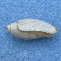 Ancillista velesiana 22.5mm Juvenile Trawled, 14fms, SW Australia