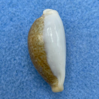 #9 Cypraea (Erronea) ovum palauensis 30.2mm F+ Koror, Palau, 1967