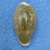 #10 Cypraea (Erronea) ovum palauensis 32.3mm F++ Koror, Palau, 1967