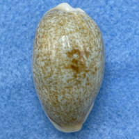 #19 Cypraea (Erronea) errones 29mm Gem Palau, 1967