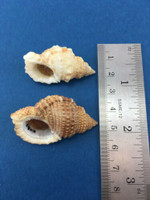 #6 Bursa Granularis Lot Of 3 Frog Shell W/Op 38.75-43mm Honiara Solomon Islands