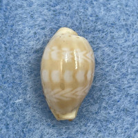 #77 Cypraea (Palmadusta) ziczac 15.2mm F++ Marinduque, Philippines