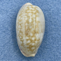 #2 Cypraea (Ovatipsa) chinensis 33.9mm F++ S. Mindanao, Philippines