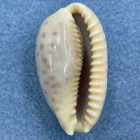 #2 Cypraea (Ovatipsa) chinensis 33.9mm F++ S. Mindanao, Philippines