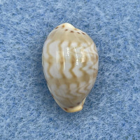 #71 Cypraea (Palmadusta) ziczac 13.8mm Gem Marinduque, Philippines