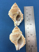 #1 Bufonaria Rana Bursa Subgranosa Set Of 2 52-55.4mm Bursidae