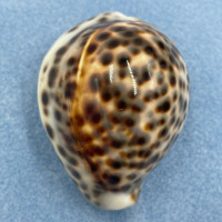 #5 Cypraea tigris 57.6mm Dwarf F++ Siasi, Sulu Sea, Philippines, From Fishermen