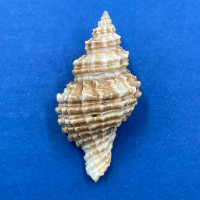 #3 Lataxiena fimbriata 32mm F++ Southwest Taiwan, 20-40 Fathoms