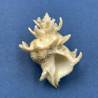 #2 Babelomurex armatus 29.7mm F+ Mactan, Cebu, Philippines, 160m