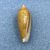 #4 Conus (Hermes) nussatella 34.3mm W/Periostracum F++ Manus Island