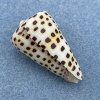 Conus eburneus 36.3mm F+ Indo Pacific