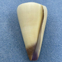 Conus virgo 52.7mm F (Rough Lip) Philippines